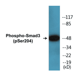 Western Blot - Smad 3 (phospho Ser204) Cell Based ELISA Kit (CBP1395) - Antibodies.com