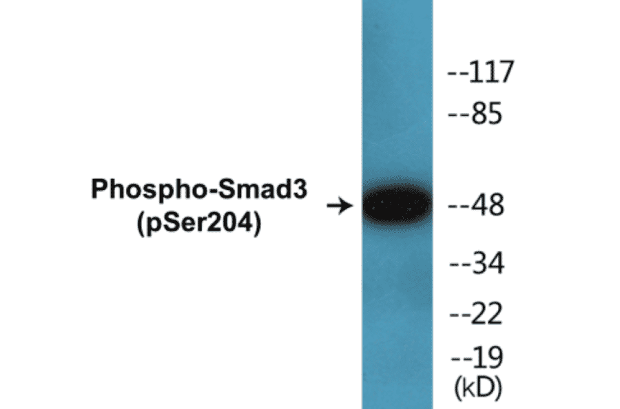 Western Blot - Smad 3 (phospho Ser204) Cell Based ELISA Kit (CBP1395) - Antibodies.com