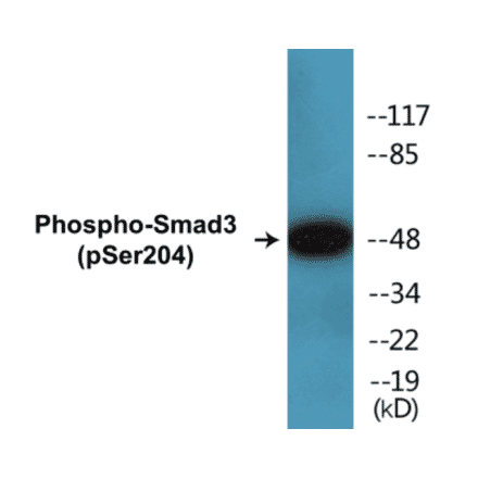 Western Blot - Smad 3 (phospho Ser204) Cell Based ELISA Kit (CBP1395) - Antibodies.com