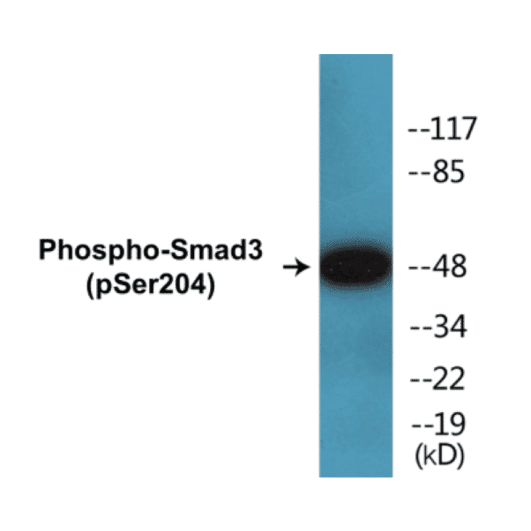 Western Blot - Smad 3 (phospho Ser204) Cell Based ELISA Kit (CBP1395) - Antibodies.com