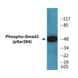 Western Blot - Smad 3 (phospho Ser204) Cell Based ELISA Kit (CBP1395) - Antibodies.com