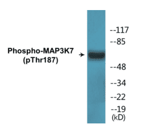 Western Blot - MAP3K7 (phospho Thr187) Cell Based ELISA Kit (CBP1749) - Antibodies.com