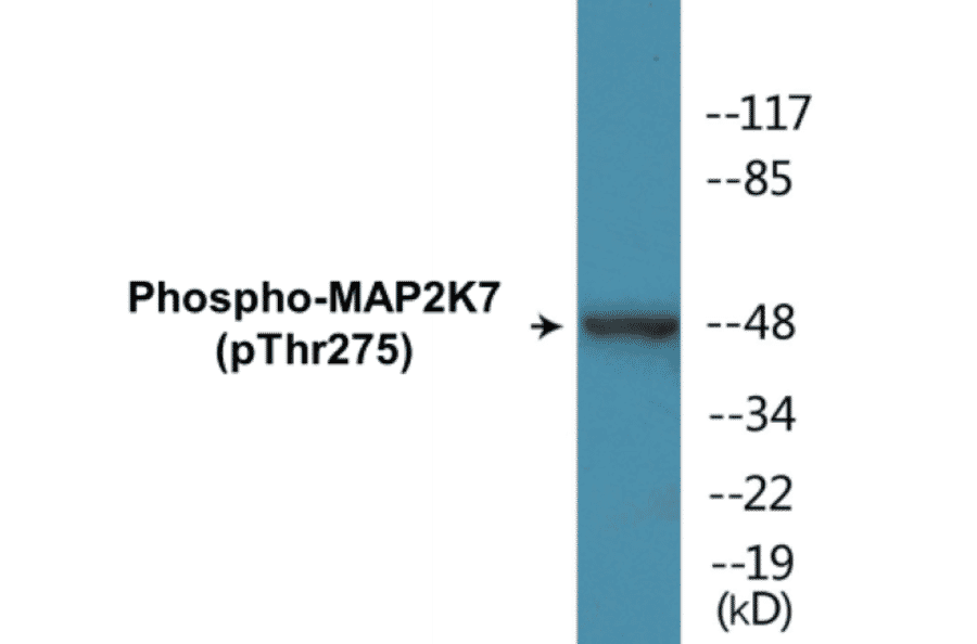 Western Blot - MAP2K7 (phospho Thr275) Cell Based ELISA Kit (CBP1755) - Antibodies.com
