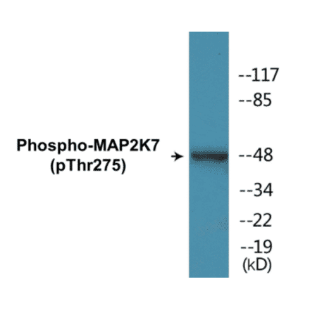 Western Blot - MAP2K7 (phospho Thr275) Cell Based ELISA Kit (CBP1755) - Antibodies.com