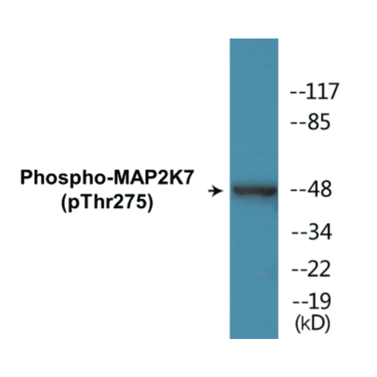 Western Blot - MAP2K7 (phospho Thr275) Cell Based ELISA Kit (CBP1755) - Antibodies.com