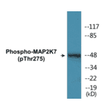 Western Blot - MAP2K7 (phospho Thr275) Cell Based ELISA Kit (CBP1755) - Antibodies.com