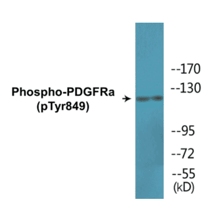 Western Blot - PDGFRa (phospho Tyr849) Cell Based ELISA Kit (CBP1780) - Antibodies.com