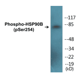 Western Blot - HSP90B (phospho Ser254) Cell Based ELISA Kit (CBP1013) - Antibodies.com