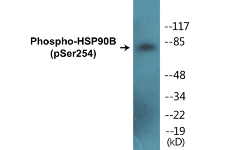 Western Blot - HSP90B (phospho Ser254) Cell Based ELISA Kit (CBP1013) - Antibodies.com