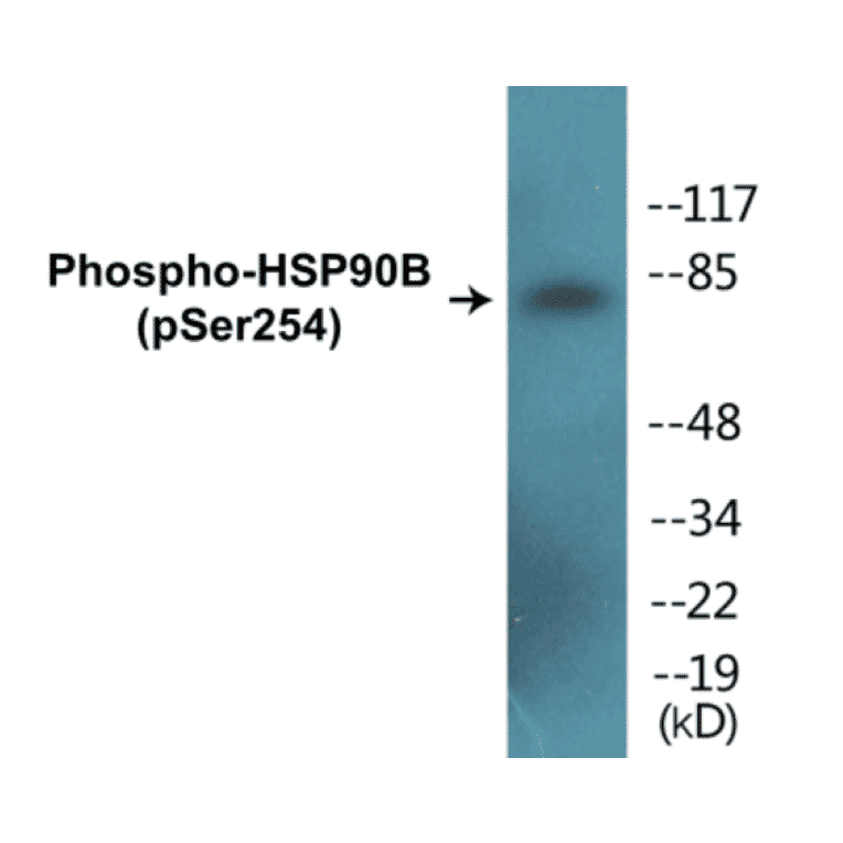Western Blot - HSP90B (phospho Ser254) Cell Based ELISA Kit (CBP1013) - Antibodies.com