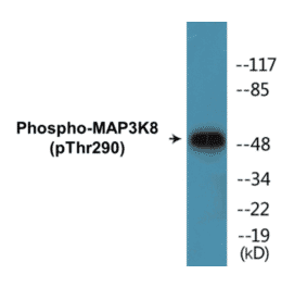 Western Blot - MAP3K8 (phospho Thr290) Cell Based ELISA Kit (CBP1057) - Antibodies.com