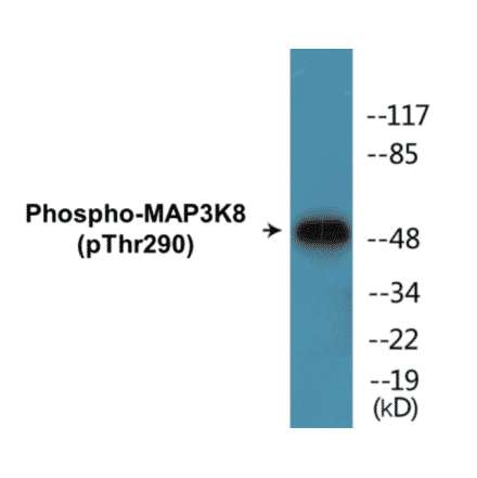 Western Blot - MAP3K8 (phospho Thr290) Cell Based ELISA Kit (CBP1057) - Antibodies.com