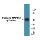 Western Blot - MAP3K8 (phospho Thr290) Cell Based ELISA Kit (CBP1057) - Antibodies.com