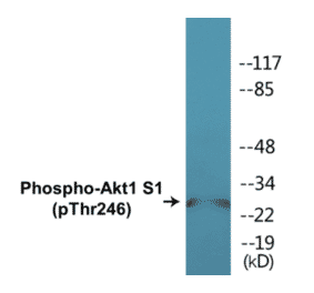 Western Blot - Akt1S1 (phospho Thr246) Cell Based ELISA Kit (CBP1137) - Antibodies.com