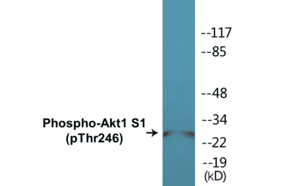 Western Blot - Akt1S1 (phospho Thr246) Cell Based ELISA Kit (CBP1137) - Antibodies.com