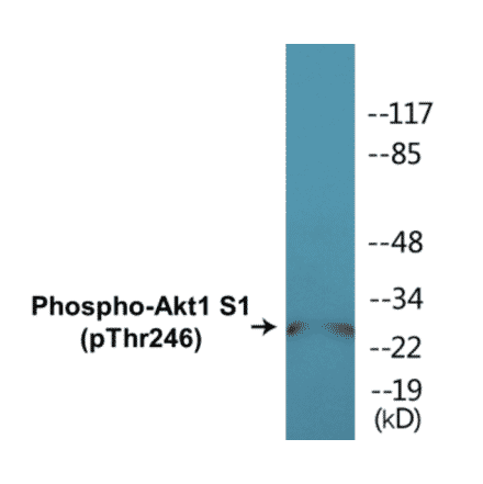 Western Blot - Akt1S1 (phospho Thr246) Cell Based ELISA Kit (CBP1137) - Antibodies.com