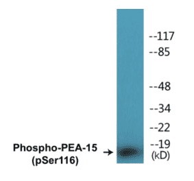 Western Blot - PEA-15 (phospho Ser116) Cell Based ELISA Kit (CBP1199) - Antibodies.com