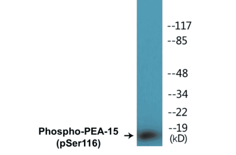 Western Blot - PEA-15 (phospho Ser116) Cell Based ELISA Kit (CBP1199) - Antibodies.com
