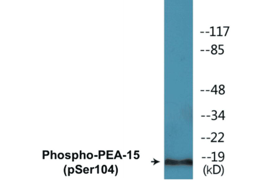 Western Blot - PEA-15 (phospho Ser104) Cell Based ELISA Kit (CBP1271) - Antibodies.com