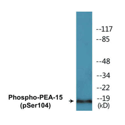 Western Blot - PEA-15 (phospho Ser104) Cell Based ELISA Kit (CBP1271) - Antibodies.com