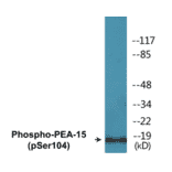 Western Blot - PEA-15 (phospho Ser104) Cell Based ELISA Kit (CBP1271) - Antibodies.com