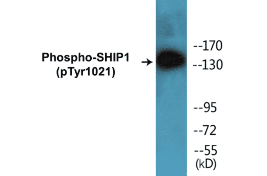 Western Blot - SHIP1 (phospho Tyr1021) Cell Based ELISA Kit (CBP1282) - Antibodies.com