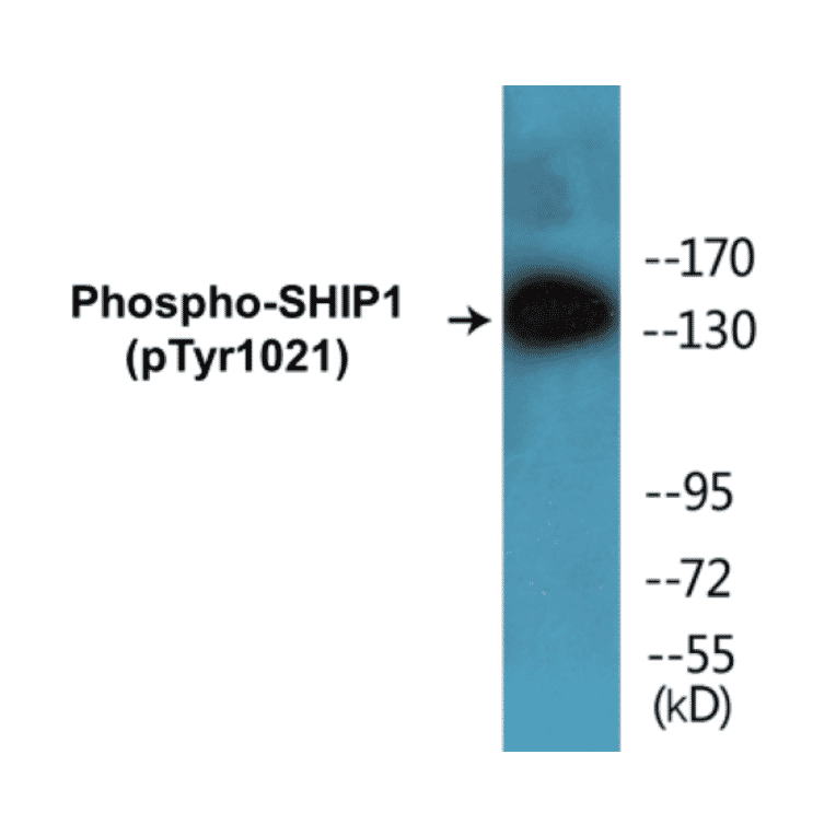 Western Blot - SHIP1 (phospho Tyr1021) Cell Based ELISA Kit (CBP1282) - Antibodies.com