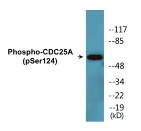 Western Blot - CDC25A (phospho Ser124) Cell Based ELISA Kit (CBP1342) - Antibodies.com