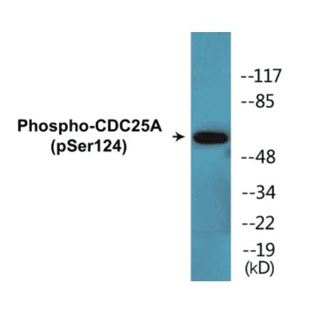 Western Blot - CDC25A (phospho Ser124) Cell Based ELISA Kit (CBP1342) - Antibodies.com