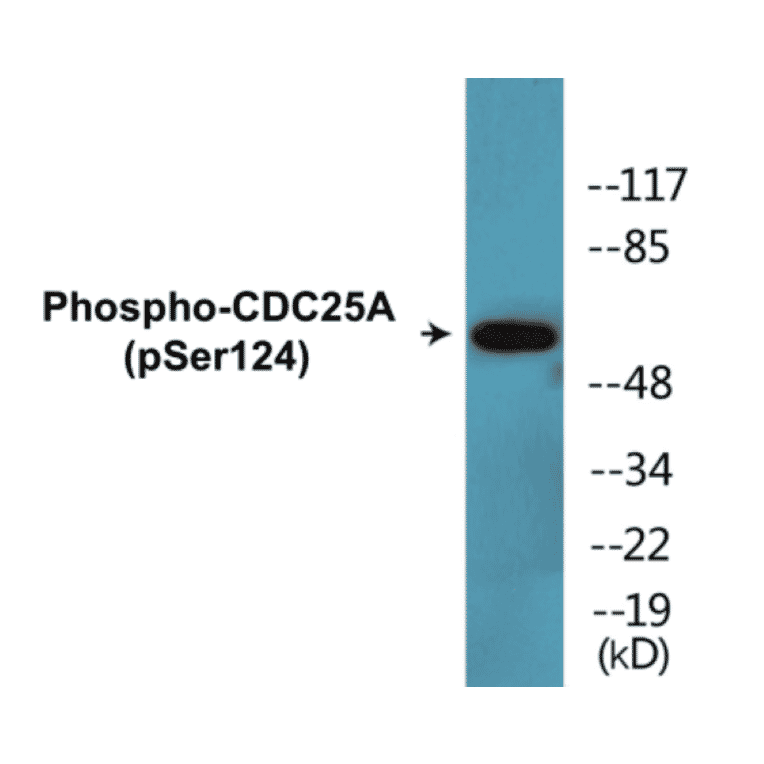 Western Blot - CDC25A (phospho Ser124) Cell Based ELISA Kit (CBP1342) - Antibodies.com