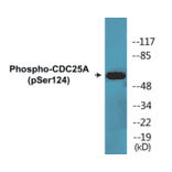 Western Blot - CDC25A (phospho Ser124) Cell Based ELISA Kit (CBP1342) - Antibodies.com
