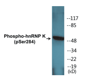 Western Blot - hnRNPK (phospho Ser284) Cell Based ELISA Kit (CBP1410) - Antibodies.com