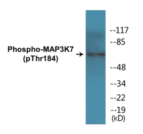 Western Blot - MAP3K7 (phospho Thr184) Cell Based ELISA Kit (CBP1440) - Antibodies.com