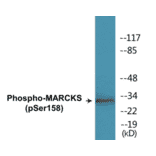 Western Blot - MARCKS (phospho Ser158) Cell Based ELISA Kit (CBP1607) - Antibodies.com