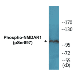 Western Blot - NMDAR1 (phospho Ser897) Cell Based ELISA Kit (CBP1636) - Antibodies.com