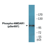 Western Blot - NMDAR1 (phospho Ser897) Cell Based ELISA Kit (CBP1636) - Antibodies.com