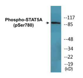 Western Blot - STAT5A (phospho Ser780) Cell Based ELISA Kit (CBP1683) - Antibodies.com