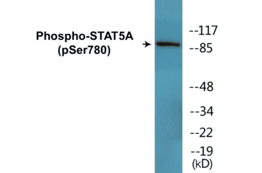 Western Blot - STAT5A (phospho Ser780) Cell Based ELISA Kit (CBP1683) - Antibodies.com
