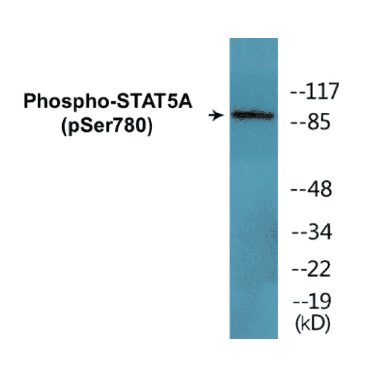 Western Blot - STAT5A (phospho Ser780) Cell Based ELISA Kit (CBP1683) - Antibodies.com