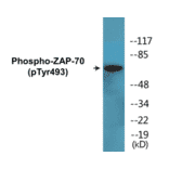 Western Blot - ZAP-70 (phospho Tyr493) Cell Based ELISA Kit (CBP1709) - Antibodies.com