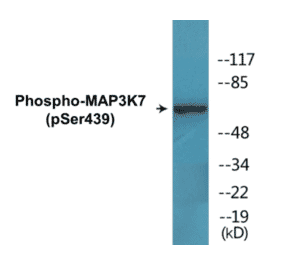 Western Blot - MAP3K7 (phospho Ser439) Cell Based ELISA Kit (CBP1750) - Antibodies.com