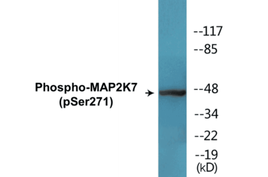 Western Blot - MAP2K7 (phospho Ser271) Cell Based ELISA Kit (CBP1754) - Antibodies.com