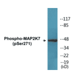 Western Blot - MAP2K7 (phospho Ser271) Cell Based ELISA Kit (CBP1754) - Antibodies.com