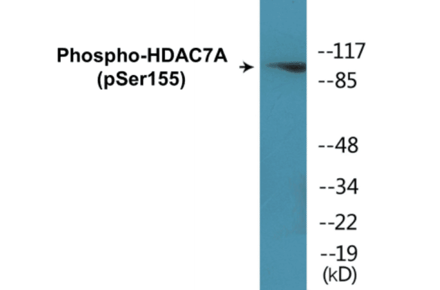 Western Blot - HDAC7A (phospho Ser155) Cell Based ELISA Kit (CBP1861) - Antibodies.com