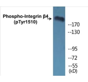 Western Blot - Integrin beta 4 (phospho Tyr1510) Cell Based ELISA Kit (CBP1427) - Antibodies.com