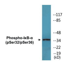 Western Blot - I?B alpha (phospho Ser32 + Ser36) Cell Based ELISA Kit (CBP1591) - Antibodies.com