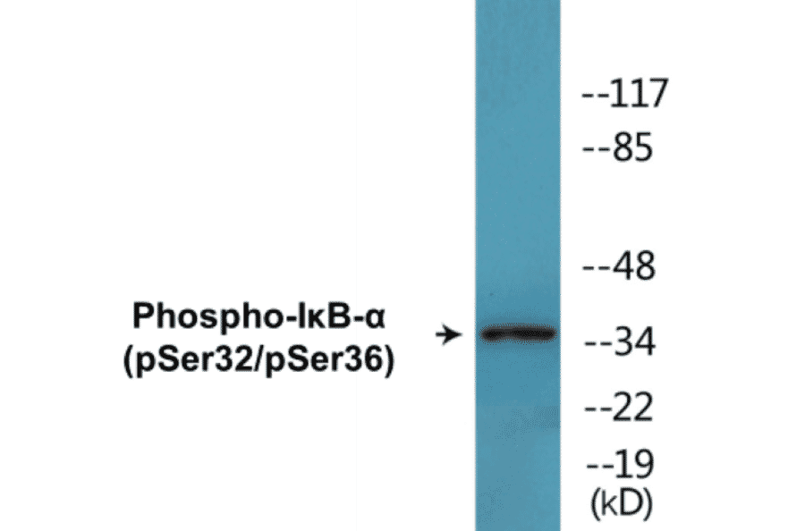 Western Blot - I?B alpha (phospho Ser32 + Ser36) Cell Based ELISA Kit (CBP1591) - Antibodies.com