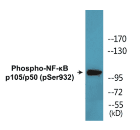 Western Blot - NF-kB p105 / p50 (phospho Ser932) Cell Based ELISA Kit (CBP1623) - Antibodies.com