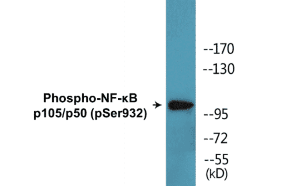 Western Blot - NF-kB p105 / p50 (phospho Ser932) Cell Based ELISA Kit (CBP1623) - Antibodies.com