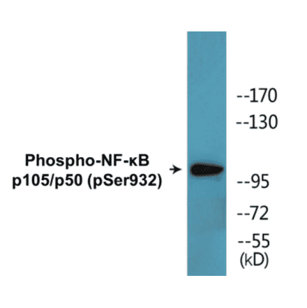 Western Blot - NF-kB p105 / p50 (phospho Ser932) Cell Based ELISA Kit (CBP1623) - Antibodies.com